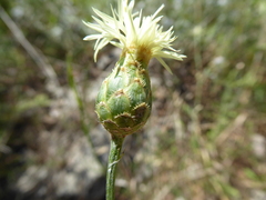Centaurea nicolai