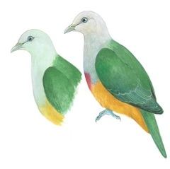 Scarlet-Breasted Fruit-Dove photo 4