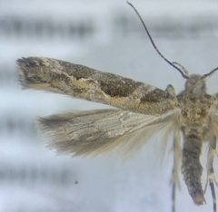 Aristotelia fungivorella