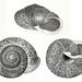 Helicoid Land Snails - Photo 
William Greene Binney (1833-1909; U.S.A.), (scanned by Tim Ross), no known copyright restrictions (public domain)