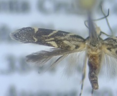 Aristotelia hexacopa