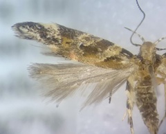 Aristotelia lespedezae