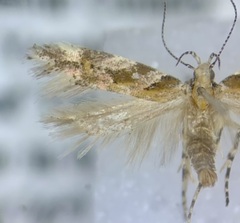 Aristotelia lespedezae