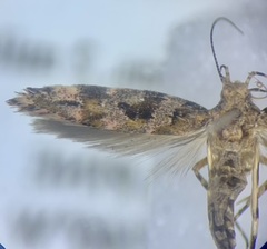 Aristotelia pudibundella