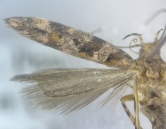 Aristotelia pudibundella