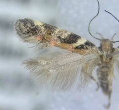 Aristotelia roseosuffusella