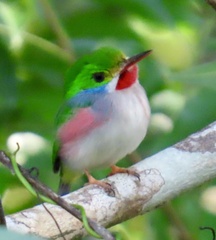 Todus multicolor