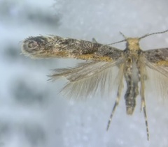 Aristotelia rubidella