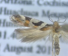 Aristotelia devexella