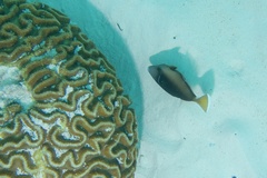 Sufflamen chrysopterum