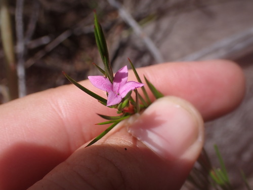 Coleonema pulchrum, photograph 1