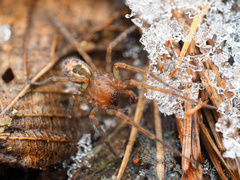 Amaurobius fenestralis