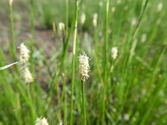 Eleocharis palustris