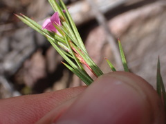 Coleonema pulchrum