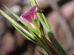 Coleonema pulchrum, photograph (c) Ren Hoekstra, some rights reserved (CC BY)