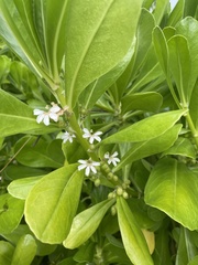 Scaevola taccada