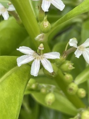 Scaevola taccada