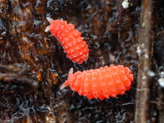 Bilobella braunerae