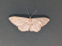 Idaea minuscularia