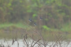 Hirundo aethiopica