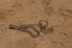 Psammophis schokari