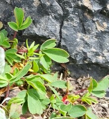 Sibbaldia parviflora