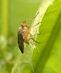 Empis