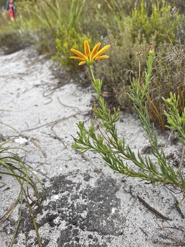Image of Osteospermum polygaloides by (c) Charleen Brunke, some rights reserved (CC BY)