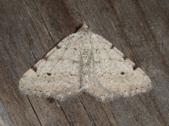 Digrammia pallidata