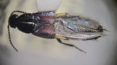 Philonthus cruentatus