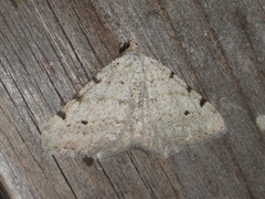 Digrammia pallidata