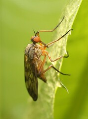 Empis