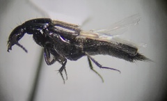 Philonthus cruentatus