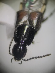 Philonthus cruentatus