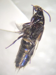 Philonthus cruentatus