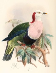 Red-Naped Fruit-Dove photo 3