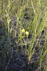 Linum ucranicum