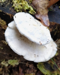 Amaropostia stiptica