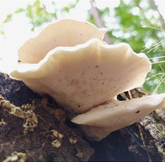 Amaropostia stiptica
