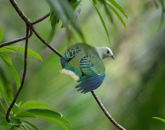 White-Capped Fruit-Dove photo 2