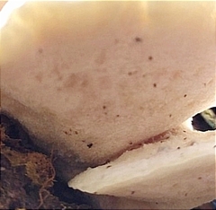 Amaropostia stiptica