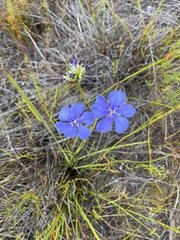 Aristea oligocephala