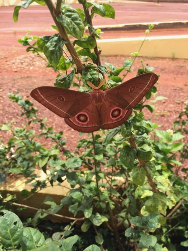 Bunaeopsis licharbas
