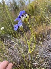 Aristea oligocephala