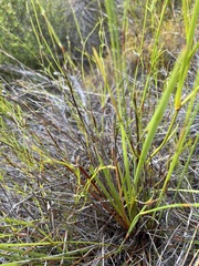 Aristea oligocephala