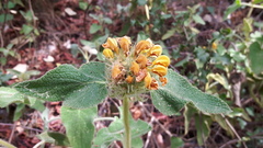 Phlomis
