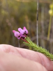 Erica obliqua