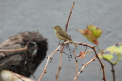 Phylloscopus canariensis