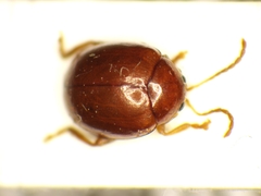 Sphaeroderma testaceum