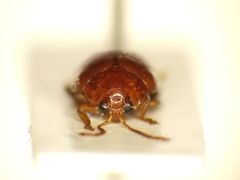 Sphaeroderma testaceum